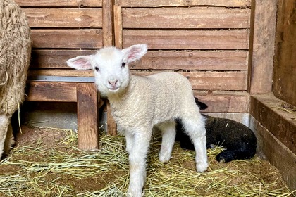 5月に生まれた羊の赤ちゃん3頭を一般公開…滋賀農業公園ブルーメの丘 画像