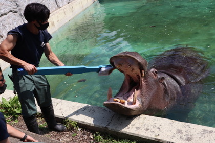 ジャンボ歯ブラシでカバの歯磨き、東武動物公園にてイベント開催…6月4日・5日 画像