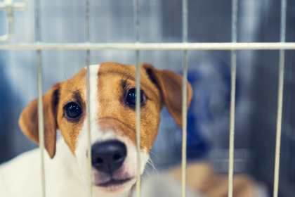 ウクライナ避難犬の対応と現況…安全で効果的な狂犬病対策とは 画像