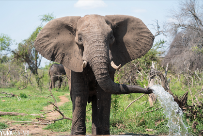南アフリカ×千葉市動物公園、LIVE中継でバーチャルサファリを開催…6月26日から 画像