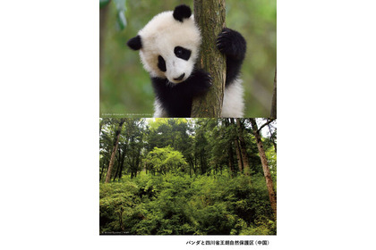 WWFパネル展＆ポップアップショップ、上野マルイにて開催…6月25・26日 画像
