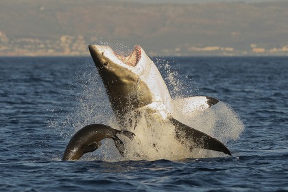 ナショナル ジオグラフィック、サメのドキュメンタリー番組特集「シャーク・マンス」を放送…7月9日22時から 画像