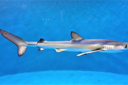 仙台うみの杜水族館、ヨシキリザメの飼育記録更新中…YouTubeにて2年間の軌跡を配信 7月27日19時から 画像