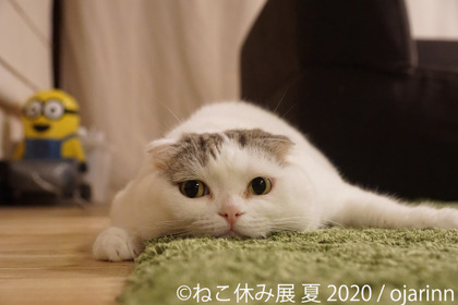 猫クリエイターが集結する合同写真展＆物販展「ねこ休み展」、夏の本祭を東京で開催…8月21日～9月13日 画像