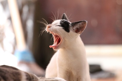 猫の嘔吐にはどんな原因がある？ 予防策や対処法も紹介 画像