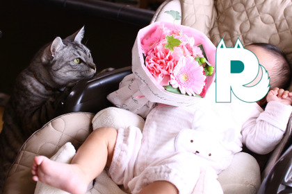 【赤ちゃんと猫 vol.6】ゆれるしっぽが魅力的！　娘、初めての猫タッチ 画像