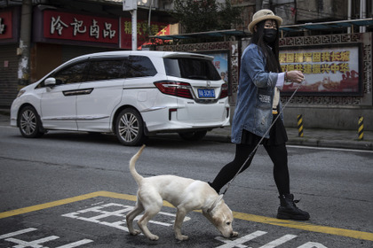 香港の飼い犬から新型コロナウイルス検出…東京都獣医師会「飼い主が感染しないように」 画像