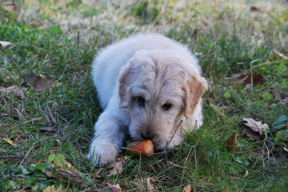 犬にあげてもよい野菜は？…栄養とあげる時の注意点、ダイエット効果も 画像
