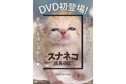 マガジンハウス、日本初の野生ネコ成長記録DVD「砂漠の天使 スナネコ成長日記」を発売…9月24日 画像