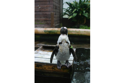 富士花鳥園、「人間に恋したペンギン」が話題に!? 画像