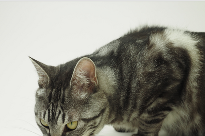 25Holdings、キャットフード「NAMA 猫缶」を発売 画像