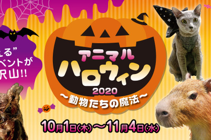 Orbi Yokohama、「アニマルハロウィン 2020～動物たちの魔法～」を開催…10月1日～11月4日 画像
