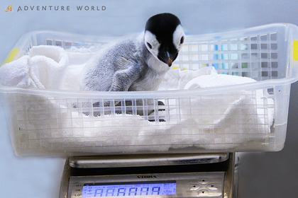 アドベンチャーワールド、計量記念日にエンペラーペンギンの赤ちゃん公開体重測定を実施…11月1日 画像
