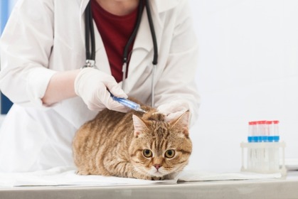 続・犬猫のワクチン接種について vol.2…猫は他の猫との接触機会を考慮した接種を 画像