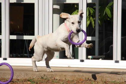 ドッグプレイニング®TOY「PULLER」で遊びながら犬との信頼関係を築く…ドッグトレーナー向け【認定制度】も 画像