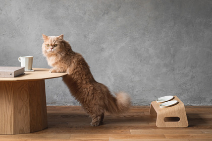 カリモク家具、猫用木製家具「KARIMOKU CAT TABLE」の予約注文を開始 画像