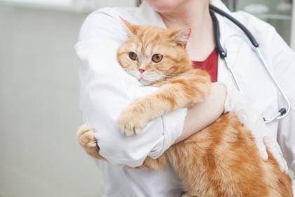 「愛玩動物看護師法」の成立で、動物看護師が国家資格に 画像