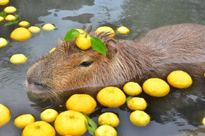 伊豆シャボテン動物公園、「カピバラのゆず湯」を開催…12月19日～21年1月5日 画像