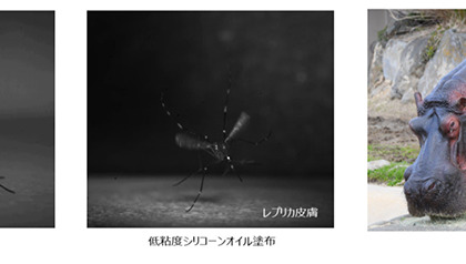 アドベンチャーワールド、カバの分泌する「赤い汗」を花王に提供…蚊に刺されることを防ぐ技術開発 画像