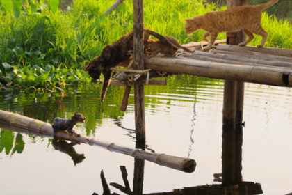 ミャンマー、湖上で暮らすネコ家族に試練が…『劇場版 岩合光昭の世界ネコ歩き』本編映像 画像