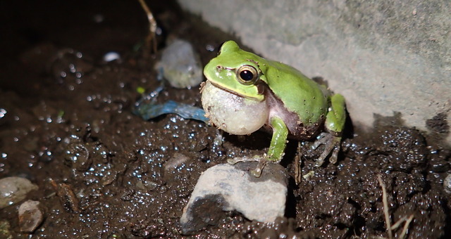 最新記事 0ページ中174ページ目 動物のリアルを伝えるwebメディア Reanimal