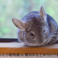 合同写真展＆物販展「まるっと小動物展 in 横浜みなとみらい」開催
