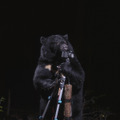 《ツキノワグマのカメラマン、長野県、中央アルプス》〈イマドキの野生動物〉より　2006年 作家蔵