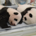 ジャイアントパンダの双子（61日齢の子どもたち（左：#1 オス 右：#2 メス、61日齢）