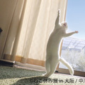 猫クリエイターが集結する合同写真展＆物販展「ねこ休み展」、1年ぶりに大阪で開催