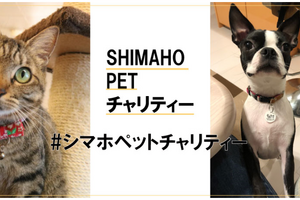 島忠、保護動物活動に取り組む「#シマホ ペットチャリティ」プロジェクトを開始 画像