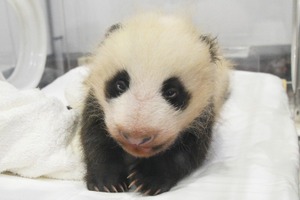 パンダの赤ちゃん、目が開いた！ 名前も募集中…アドベンチャーワールド 画像