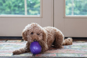 歯に優しく丈夫な犬用知育玩具「ゾゴフレックス・エコー ランブル」発売 画像