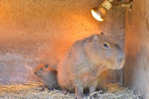 伊豆シャボテン動物公園でカピバラ、ミミナガヤギ、エミューの赤ちゃん誕生 画像