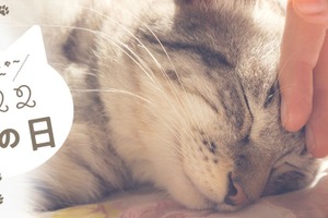三越伊勢丹オンラインサイトにて「222猫の日～猫がかわいすぎて～」開催…2月23日まで 画像