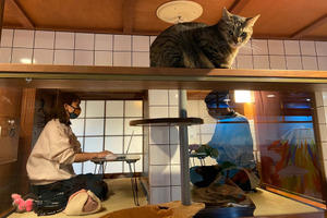 猫を愛でながら個室でテレワーク、ネコリパブリックが新サービス「猫旅籠ワーク」を開始 画像