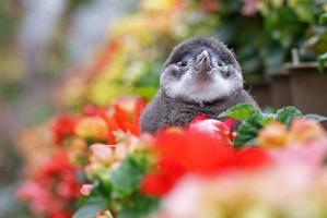 ケープペンギンの赤ちゃん「ひなペン」、富士花鳥園にてお披露目…人気投票も開催中 画像