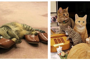 旅行情報誌『じゃらん』、 宿の看板猫人気ベスト5を発表 画像