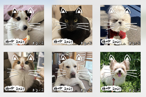 ほぼ日、猫の名前ランキングを実施…犬も猫になれるフォトフレーム、藤あや子氏のインタビューも公開 画像
