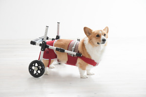 犬用補助車「ドギーサポーター」、サンプル無料レンタルサービス開始…ピカ コーポレイション 画像