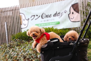 「ワンOneday DX」、柏の葉T-SITEにて開催…犬に優しい街を盛り上げるイベント 画像