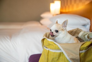 セルリアンタワー東急ホテル、愛犬と渋谷に泊まれる「ドッグフレンドリーステイ」の販売開始 画像