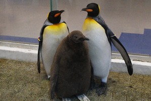 アドベンチャーワールド、2年連続キングペンギンの人工授精に成功 画像