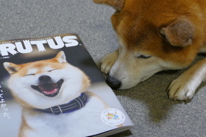 BRUTUSの犬特集号を読んで…愛犬家の気持ちに響く形でまとめられたセンス 画像