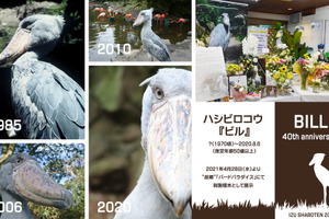 伊豆シャボテン動物公園、世界最高齢で大往生のハシビロコウ「ビル」を剥製標本として展示 画像