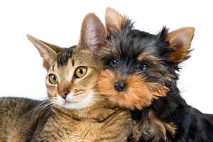 アイペット損保、「ペットの名前ランキング2021」を公開…犬・猫ともに同じ名前が1位に 画像