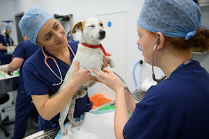 犬の「混合ワクチン」は年に1回で大丈夫？ vol.1…目的と免疫持続期間について 画像