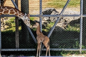 動物園で赤ちゃん続々誕生、休園中もSNSで報告…まとめ 画像