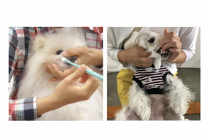 トーラス、愛犬の歯磨きセミナーをオンラインにて開催…5月28日17時申込締切　6月4日開催 画像