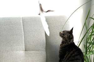 猫の本能をくすぐる「ばねじゃらし」、先行予約受付中…キュリオスプリング 画像