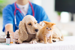 アイペット損保、犬猫の「保険金請求が多い傷病ランキング2021」を公開 画像